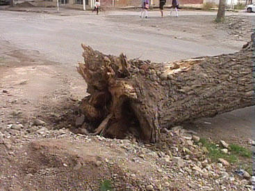 В Баку сильный ветер повалил и сломал около 100 деревьев
