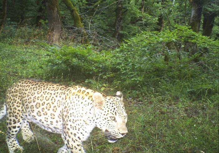 В Нахчыване фотоосъемка зафиксировала мать и детеныша леопарда - ВИДЕО
