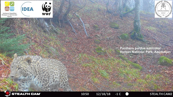 В национальном парке Азербайджана обнаружен еще один леопард
