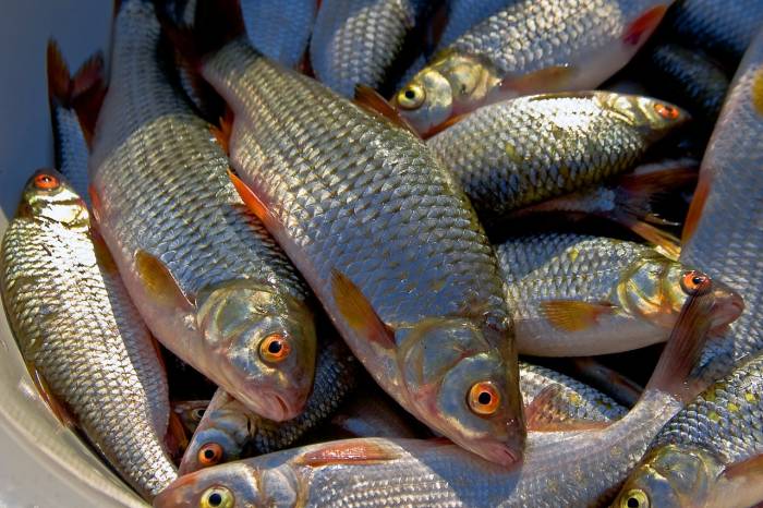 Рыбная ловля в Азербайджане увеличилась на 67%
