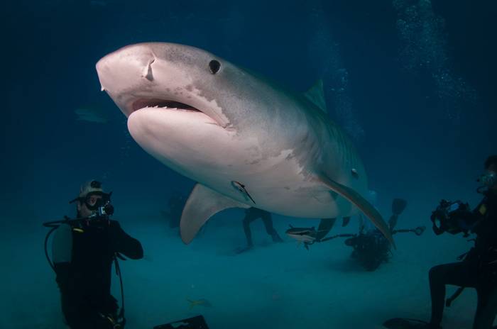 Ученые выяснили, где акулы чаще всего нападают на людей

