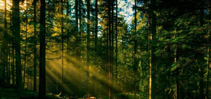 Ученые заявили о важной роли лесов в защите флоры и фауны от жары
