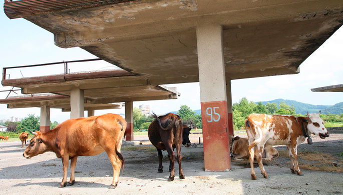 В Индии скоростной поезд сломался из-за стада коров на следующий день после запуска
