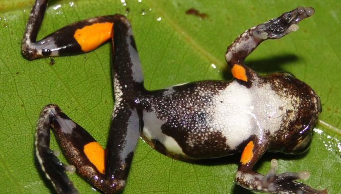 Лягушкам грозит массовое вымирание из-за «чумы амфибий»
