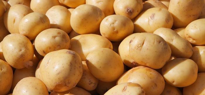 Беларусь планирует поставлять в ЕС картофель 