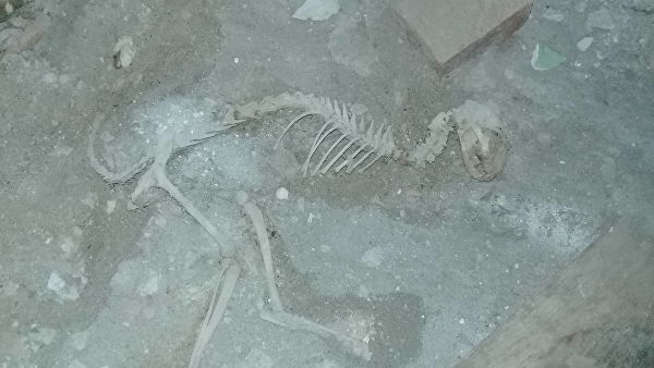 В Узбекистане во время ремонта дома нашли скелет, напоминающий динозавра
