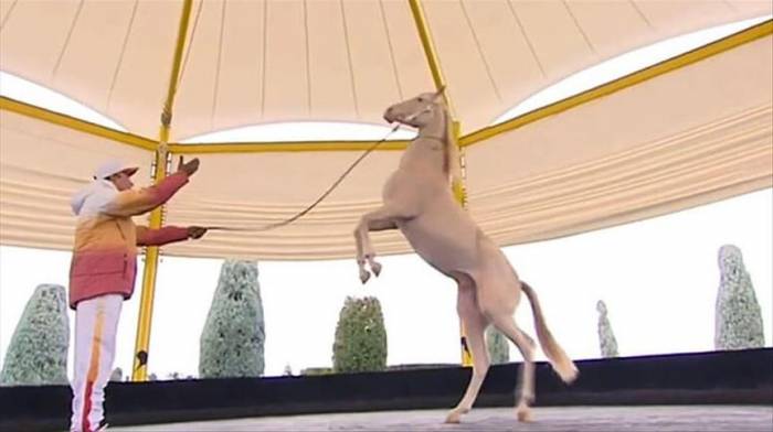 Президент Туркменистана подарил своего коня цирку
