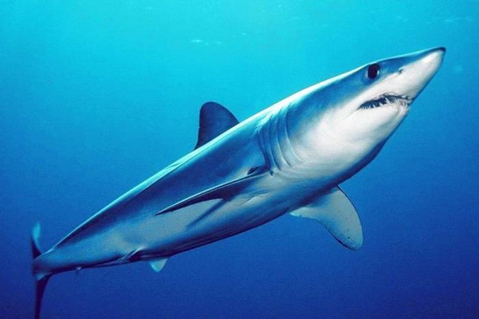 Физики раскрыли секрет невероятной быстроты движения акул-мако
