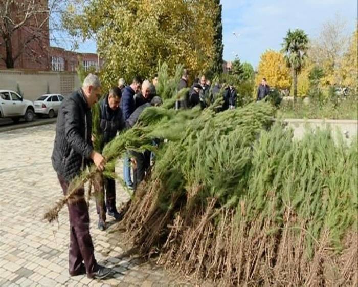 Минэкологии Азербайджана раздаст гражданам саженцы деревьев