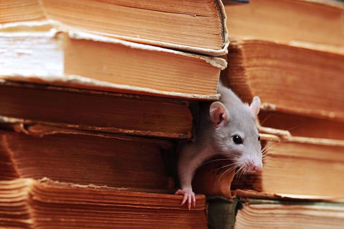 Ученые создали наночастицы, "научившие" мышей видеть тепло

