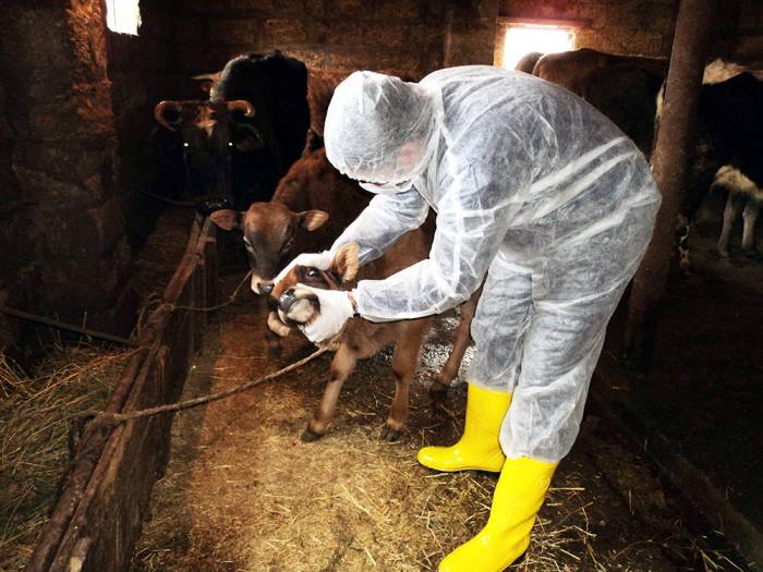 В Азербайджане продолжается массовая вакцинация животных
