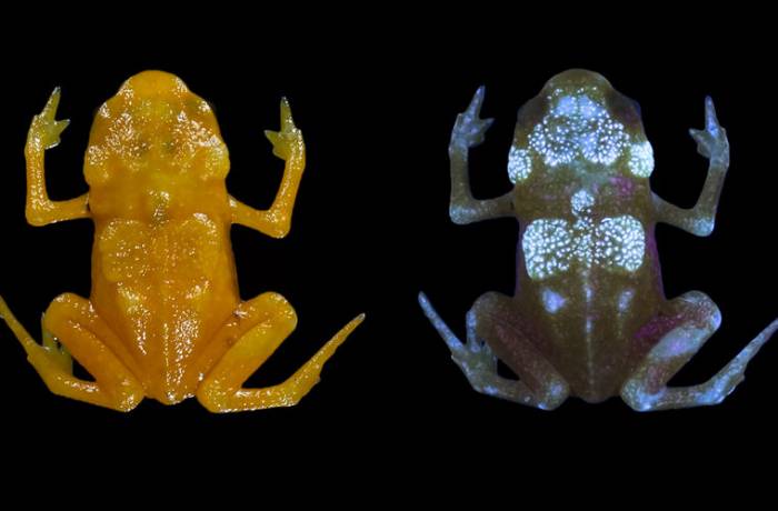 В Бразилии нашли светящихся в темноте жаб
