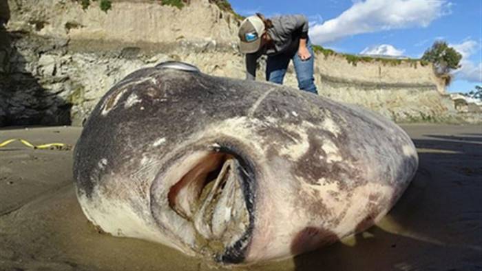 В Калифорнии обнаружили самую тяжелую рыбу в мире
