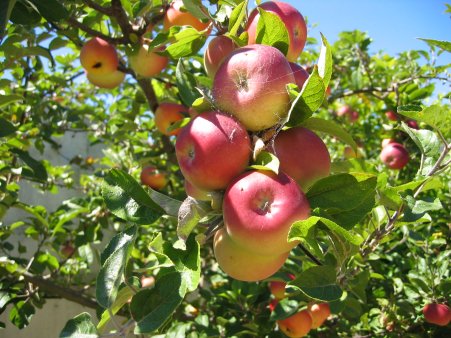 В Азербайджане будет восстановлено выращивание традиционных сортов яблок
