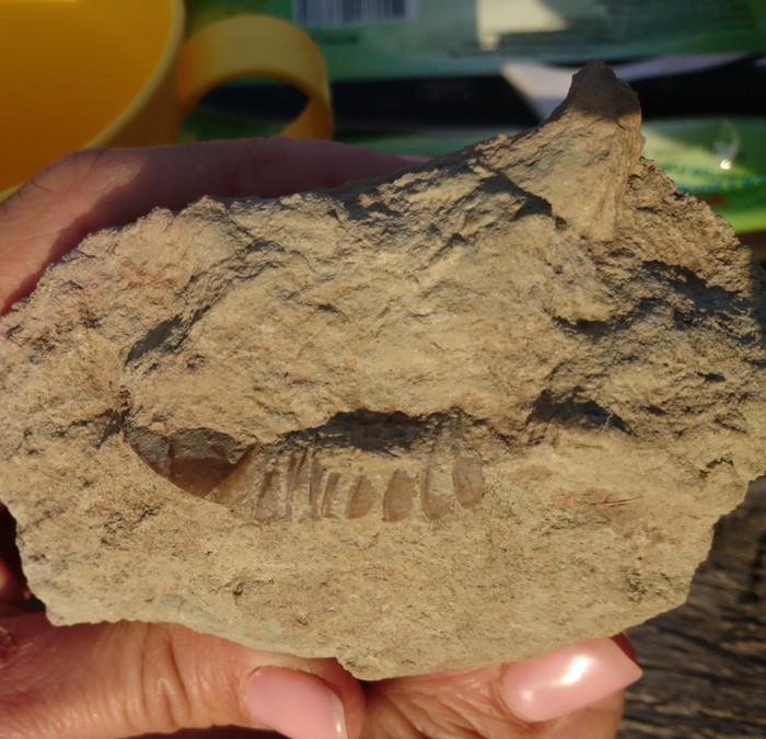 Ученые обнаружили окаменелости беспозвоночных возрастом 518 млн. лет
