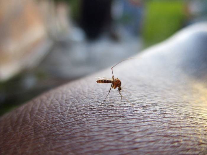 Биологи выяснили, как сделать человека невидимым для комаров
