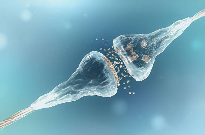 Ученые впервые омолодили стволовые клетки в мозге мышей
