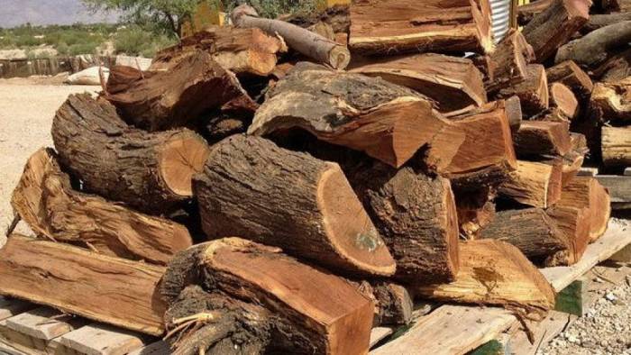 Нанесенный природе ущерб за незаконную вырубку деревьев оценен в размере 9 080 манатов