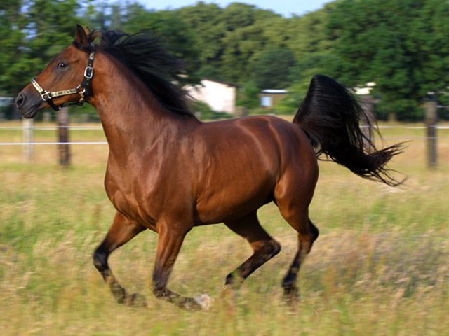 В Азербайджане отберут чистокровных лошадей карабахской породы
