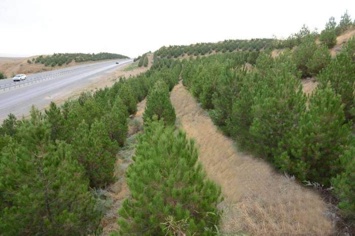В Азербайджане посажено свыше 550 тыс. деревьев - минэкологии
