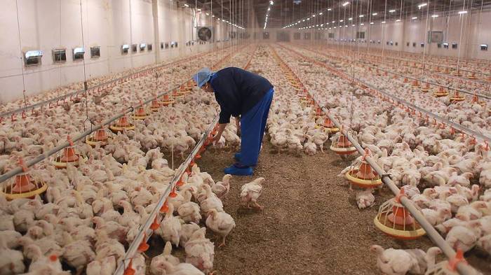 В Баку с птицефабрики украдено куриное мясо и куриная продукция на 170 манатов
