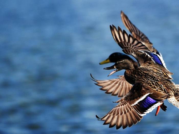 В Азербайджане переименовали 20 видов птиц
