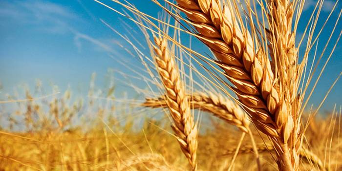 Азербайджан увеличил расходы на импорт пшеницы на 65%
