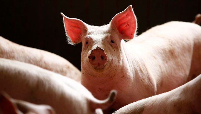 В сосисках из Китая нашли геном африканской чумы свиней
