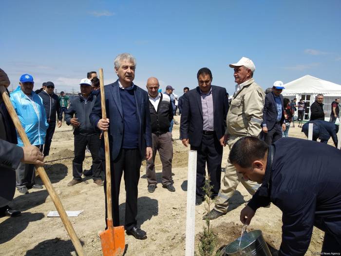 ПЕА и минэкологии Азербайджана провели акцию по посадке деревьев