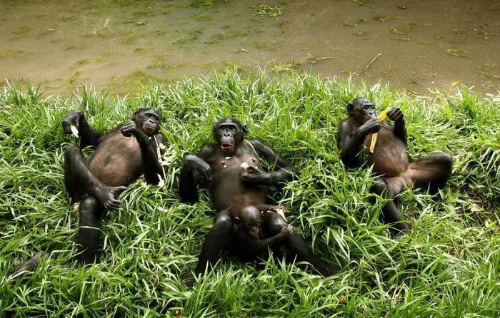 Ученые выяснили, что матери самцов бонобо напрямую влияют на их брачный успех
