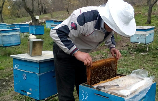 Пчеловоды Азербайджана получат крупные субсидии
