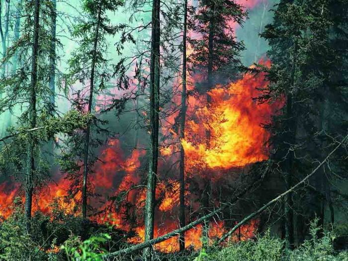 В Канаде около 600 спасателей и авиация тушат лесные пожары
