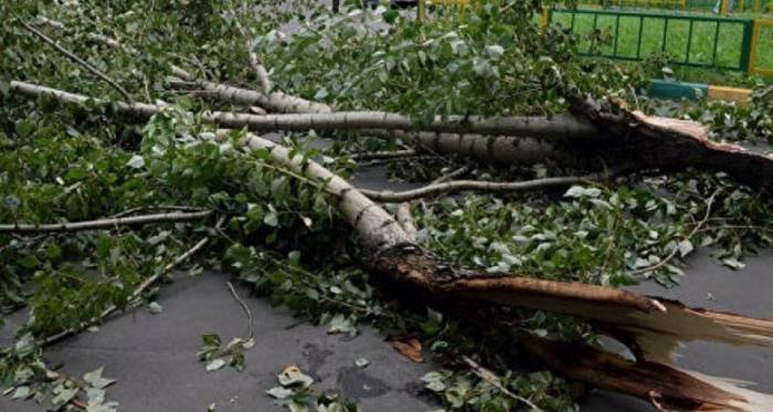 Сильный ветер повалил деревья в Баку
