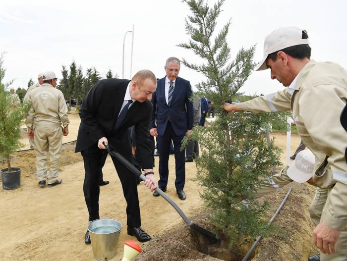 Ильхам Алиев и Мехрибан Алиева приняли участие в кампании по посадке деревьев - ФОТО