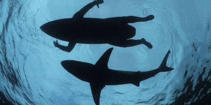 У берегов Реюньона серфер умер из-за нападения акулы