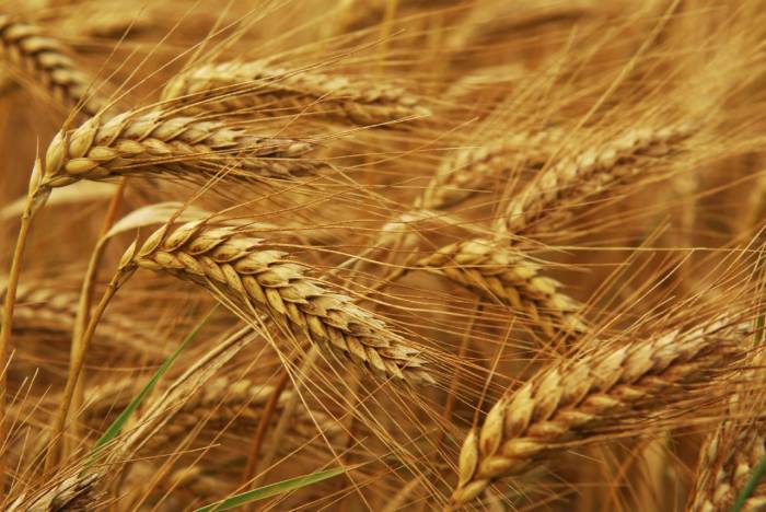 МЧС Азербайджана приступило к закупке зерна
