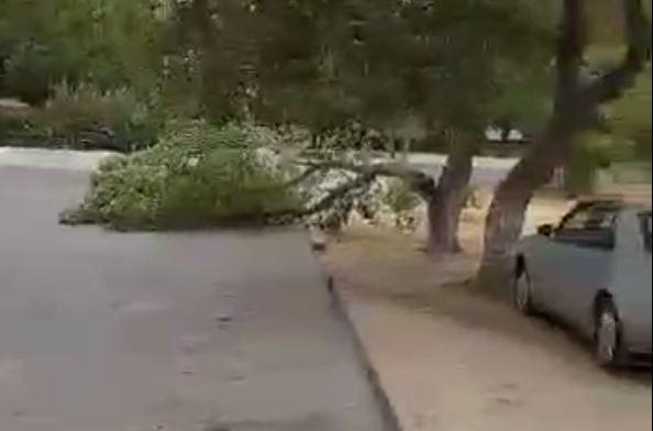 В Баку ветер сломал дерево стоящее на дороге у жителей
