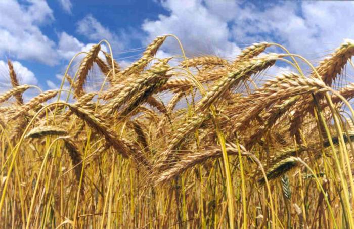В Азербайджане завершен сбор зерновых на территории свыше 300 тысяч гектаров
