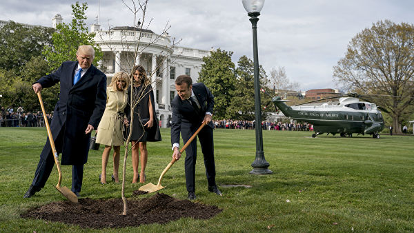 Посаженный Трампом и Макроном дуб погиб