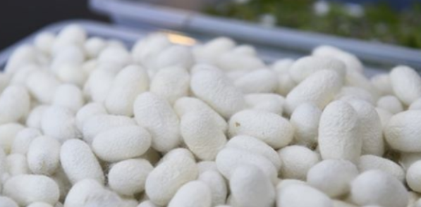 В Азербайджане в заготпункты сдано около 100 тонн шелковичного кокона - минсельхоз