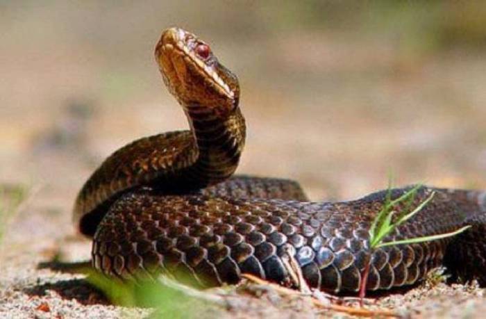 В июне 13 человек пострадали от укусов змей
