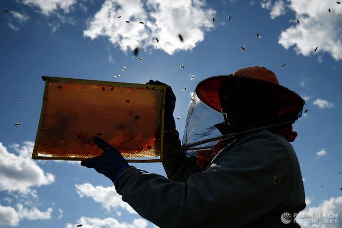 Ученый назвал возможные причины массовой гибели пчел
