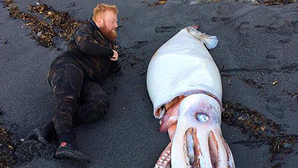 В Англии нашли гигантскую медузу размером с человека
