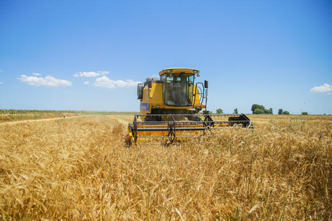 Статистика уборки зерновых в Азербайджане

