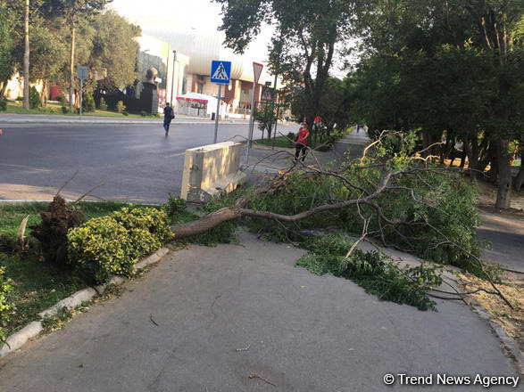 Сильный ветер в Баку вырвал с корнем два дерева 