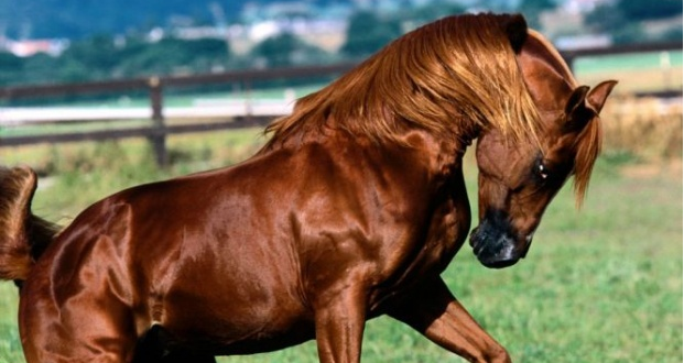 Азербайджан будет экспортировать лошадей в европейские страны