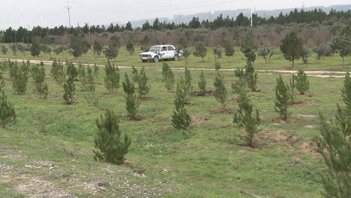 В этом году в Азербайджане посажено около 2 млн деревьев

