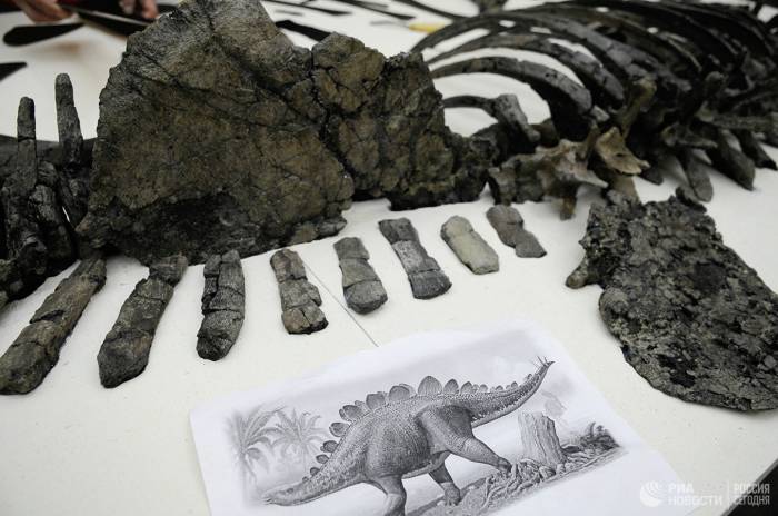 В Марокко обнаружили останки самого древнего стегозавра в мире

