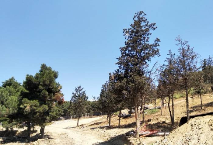 В Хатаи на огороженной территории факт вырубки деревьев не зафиксирован