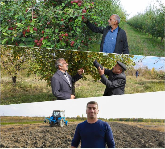 В Азербайджане создаются фруктовые сады для 250 семей